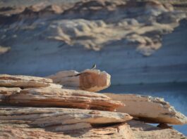 Lake Powell: Water Adventures in the Arizona Desert
