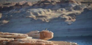 Lake Powell: Water Adventures in the Arizona Desert