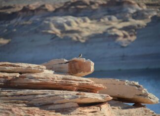 Lake Powell: Water Adventures in the Arizona Desert