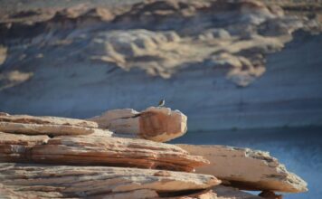 Lake Powell: Water Adventures in the Arizona Desert