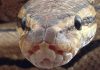 Balls of snakes