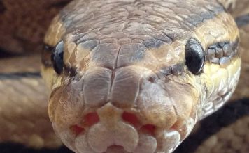 Balls of snakes
