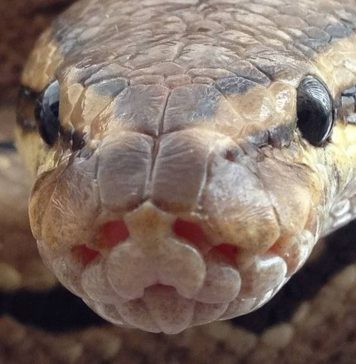 Balls of snakes