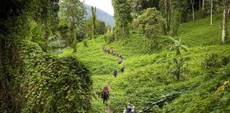 Kokoda Highway