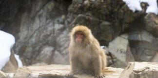 Monkey Man