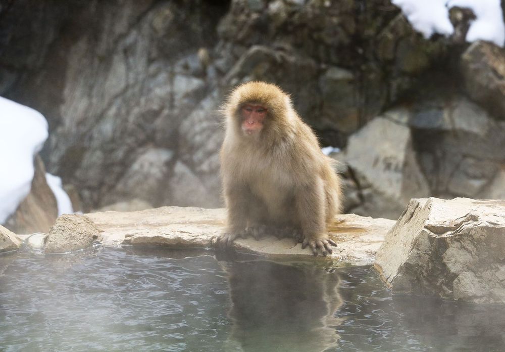 Monkey Man Monkey Man