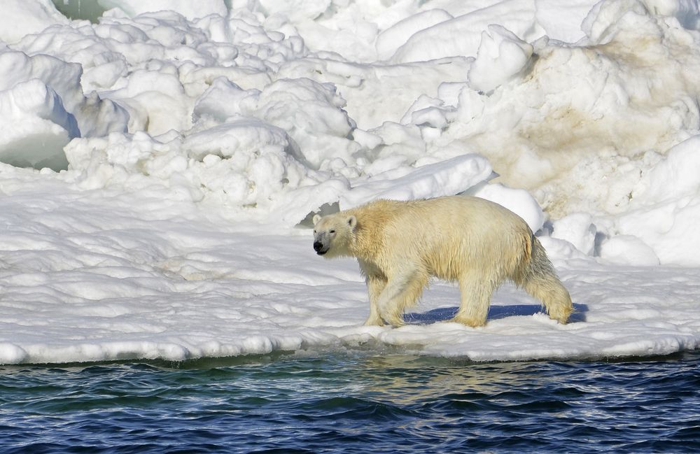 The Kingdom of polar Bears The Kingdom of polar Bears