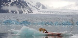 polar ice