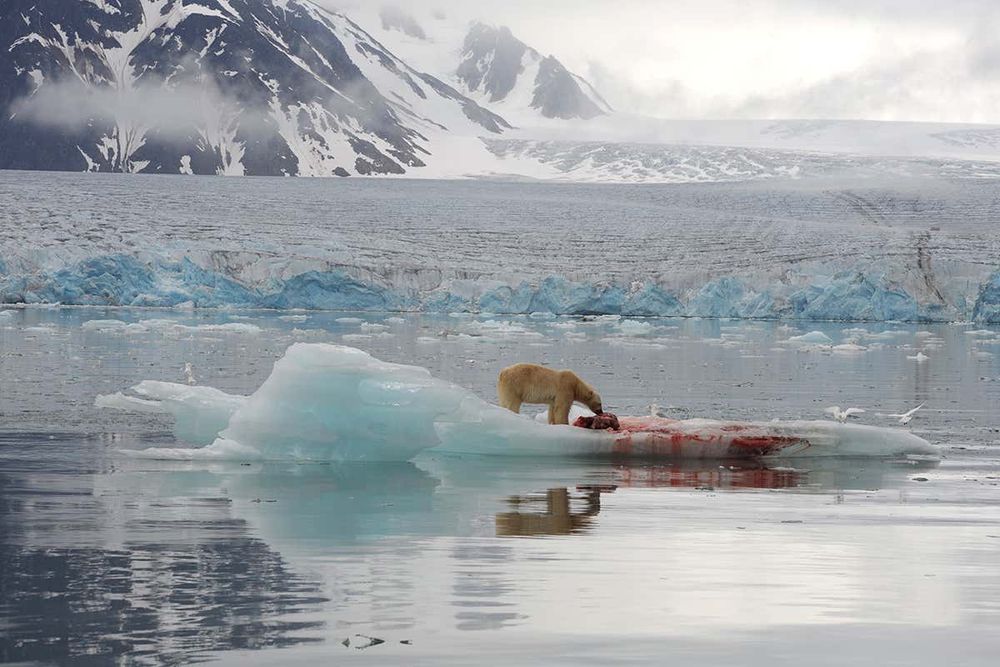 polar ice polar ice