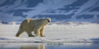 polar robinsonade