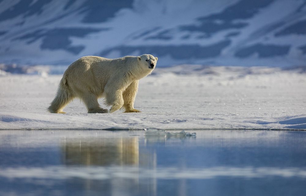 polar robinsonade polar robinsonade