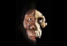 Humans Became Humans Just 4 Million Years Ago