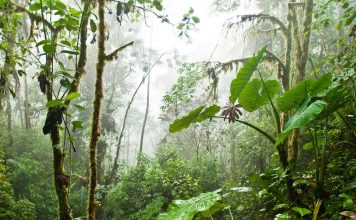Jungle of South America