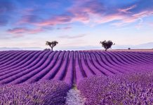 Lavender fields. To see and to fall in love Lavender fields