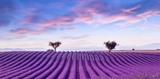 Lavender fields