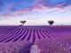 Lavender fields