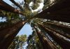 Sequoia National Park