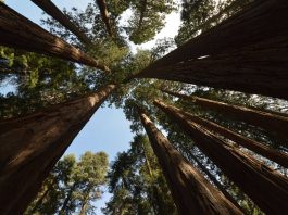 Sequoia National Park