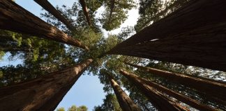 Sequoia National Park