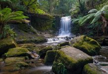 Mount Field National Park