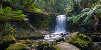 Mount Field National Park