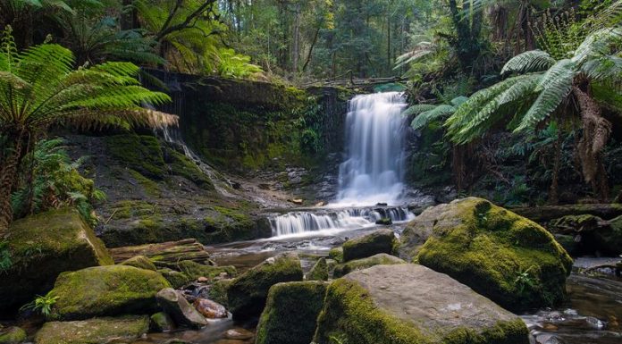 Mount Field National Park