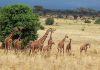 Aberdare National Park