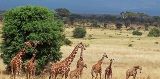 Aberdare National Park