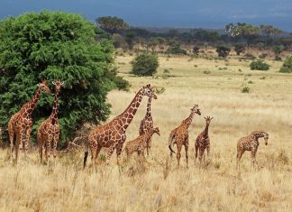 Aberdare National Park Aberdare National Park