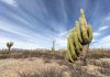 Los Cardones National Park