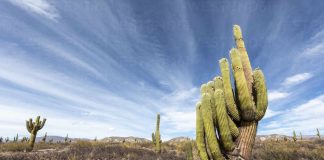 Los Cardones National Park