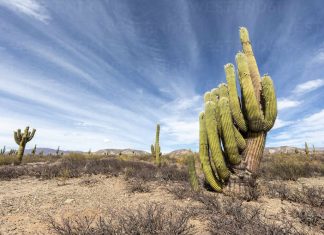 Los Cardones National Park