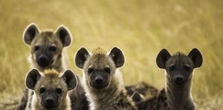 Meru National Park