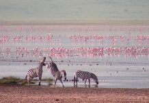 Ngorongoro Crater