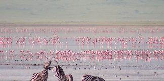 Ngorongoro Crater