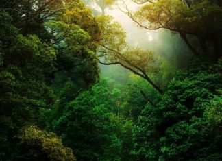 Amazon Rainforest Amazon Rainforest