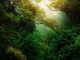Amazon Rainforest