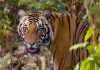Bandhavgarh National Park