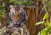 WILDLIFE SANCTUARIES AND NATIONAL PARKS – North India Bandhavgarh National Park