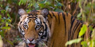 Bandhavgarh National Park