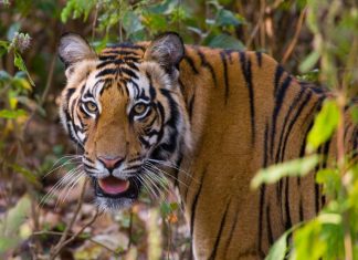 Bandhavgarh National Park