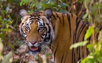 Bandhavgarh National Park