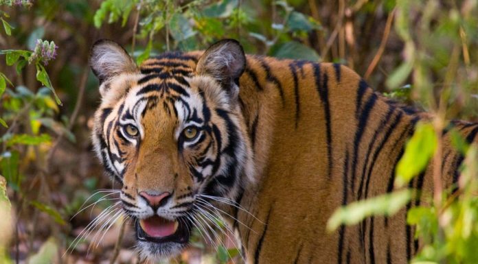 Bandhavgarh National Park