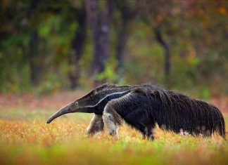 Baritu National Park