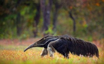 Baritu National Park