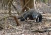 Komodo National Park