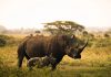 Nairobi National Park