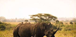 Nairobi National Park