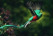 Quetzal