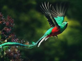 Quetzal